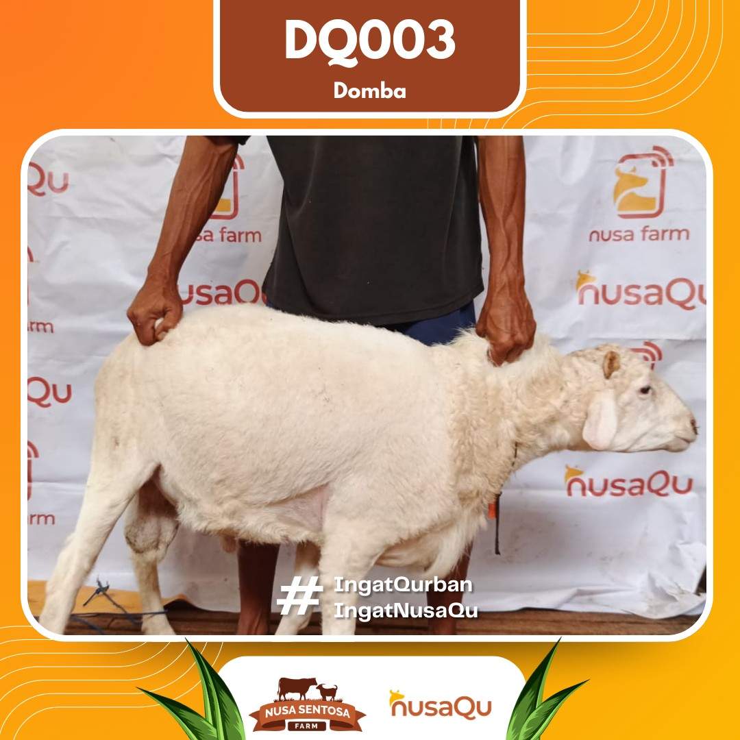 Domba DQ003 2026 Bobot 49Kg