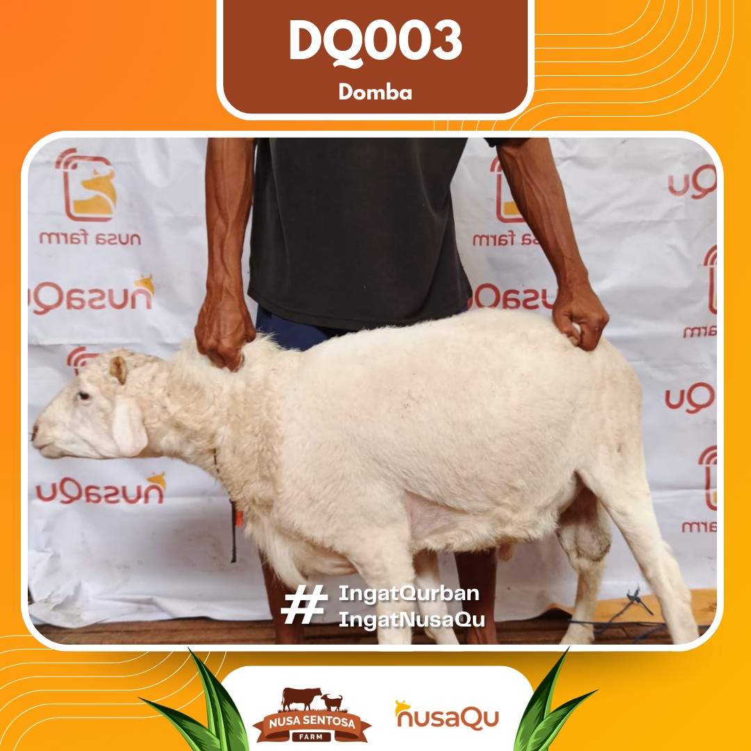 Domba DQ003 2026 Bobot 49Kg foto 3