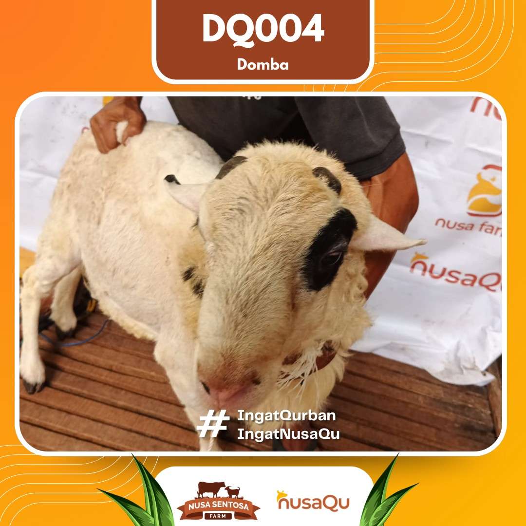 Domba DQ004 2026 Bobot 49Kg foto 3