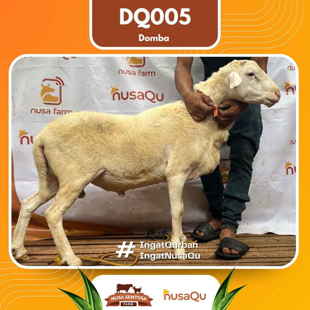 Domba DQ005 2026 Bobot 48Kg