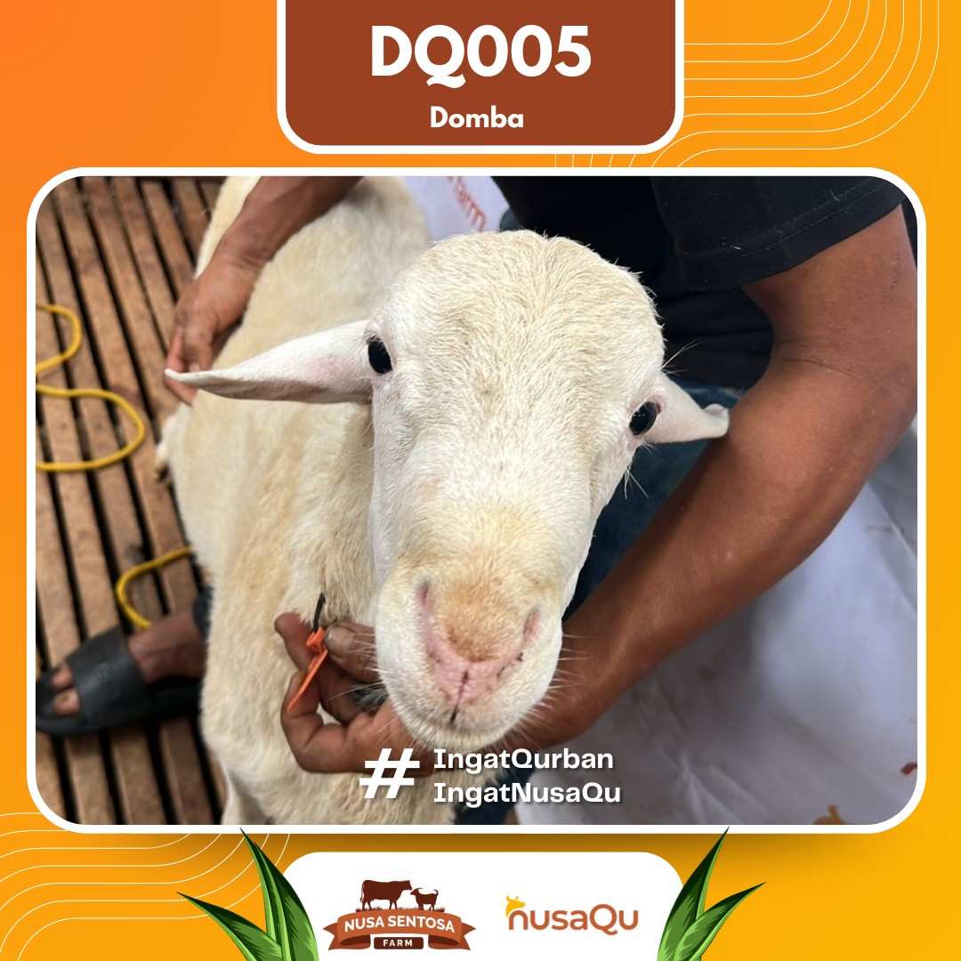 Domba DQ005 2026 Bobot 48Kg foto 2