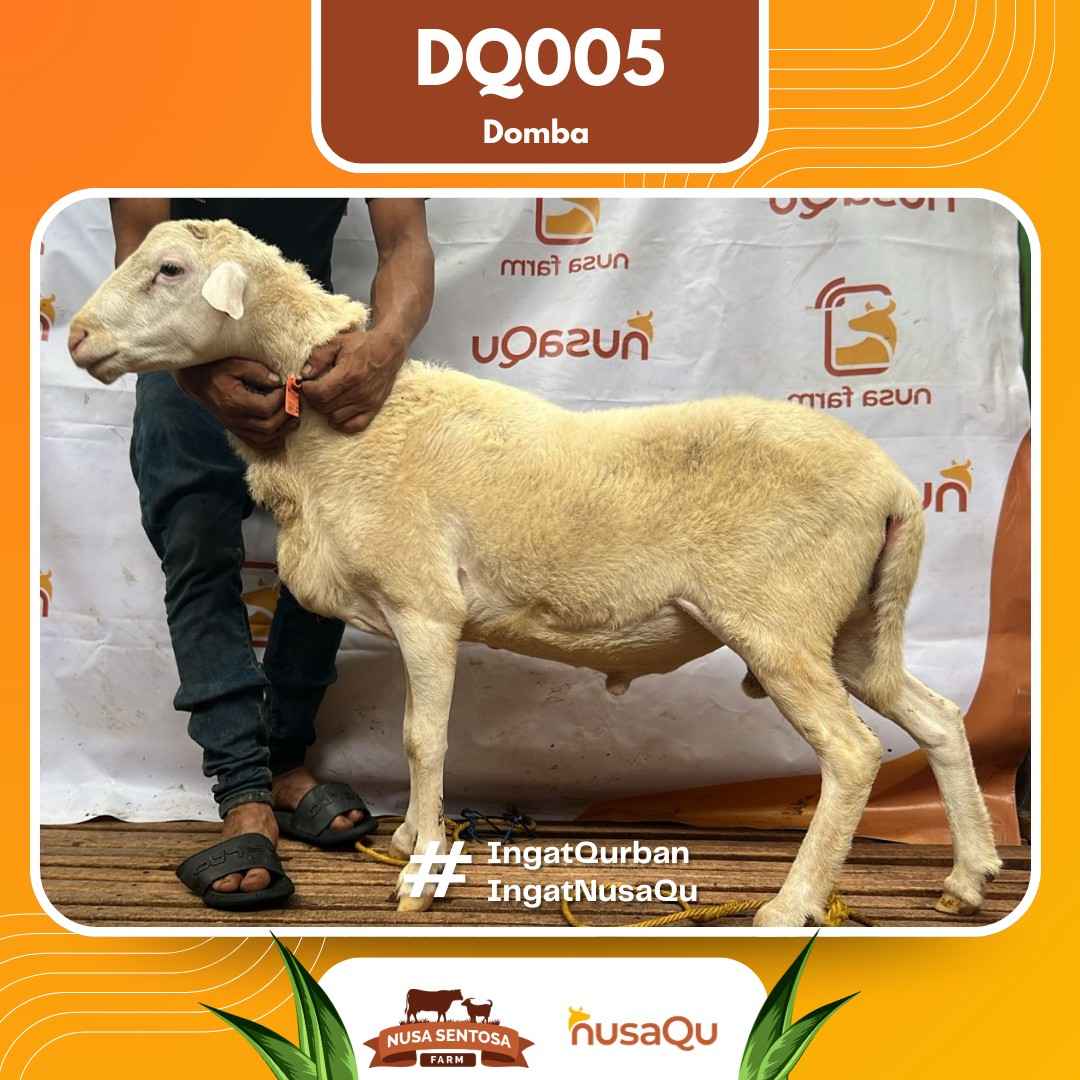 Domba DQ005 2026 Bobot 48Kg foto 3