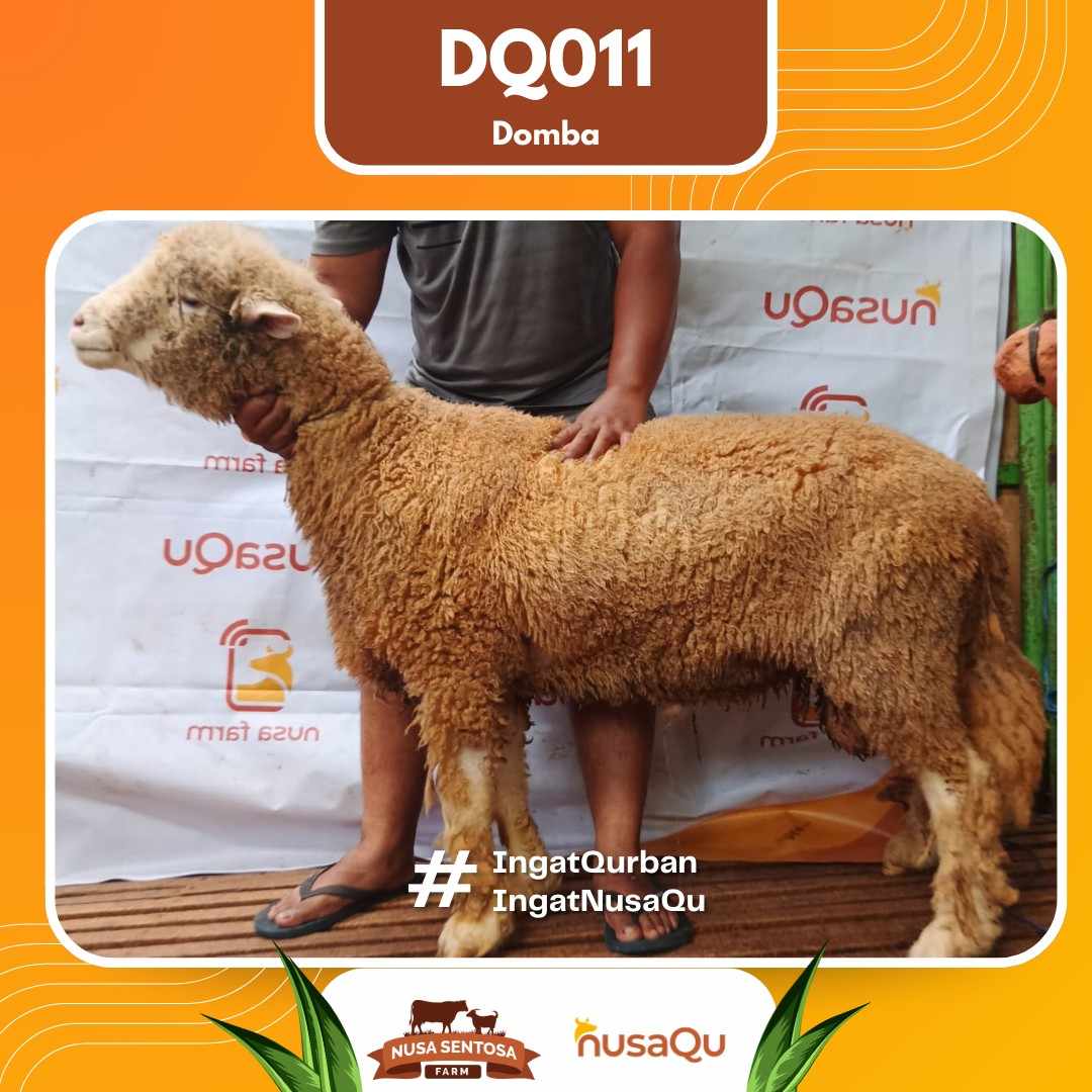 Domba DQ011 2026 Bobot 68Kg