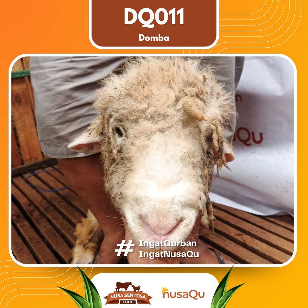 Domba DQ011 2026 Bobot 68Kg foto 2