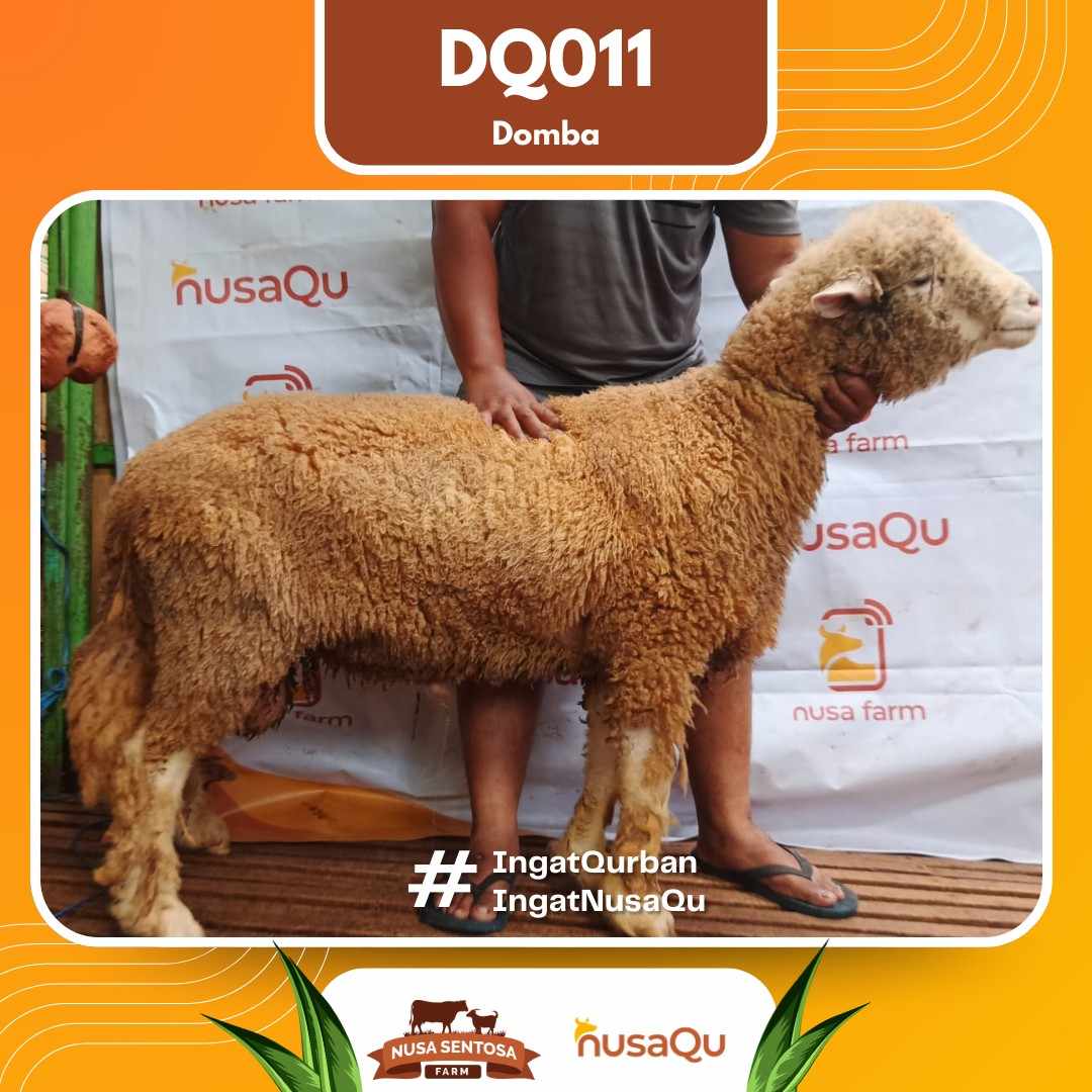 Domba DQ011 2026 Bobot 68Kg foto 3