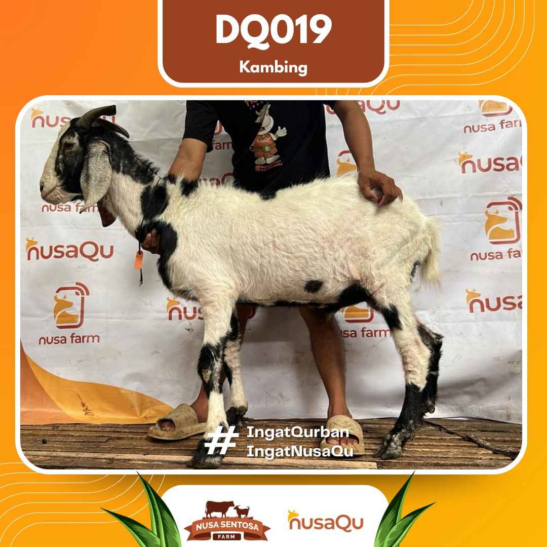 Kambing DQ019 2026 Bobot 42Kg