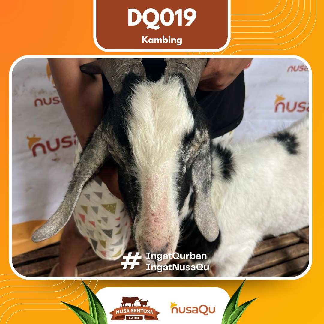 Kambing DQ019 2026 Bobot 42Kg foto 2