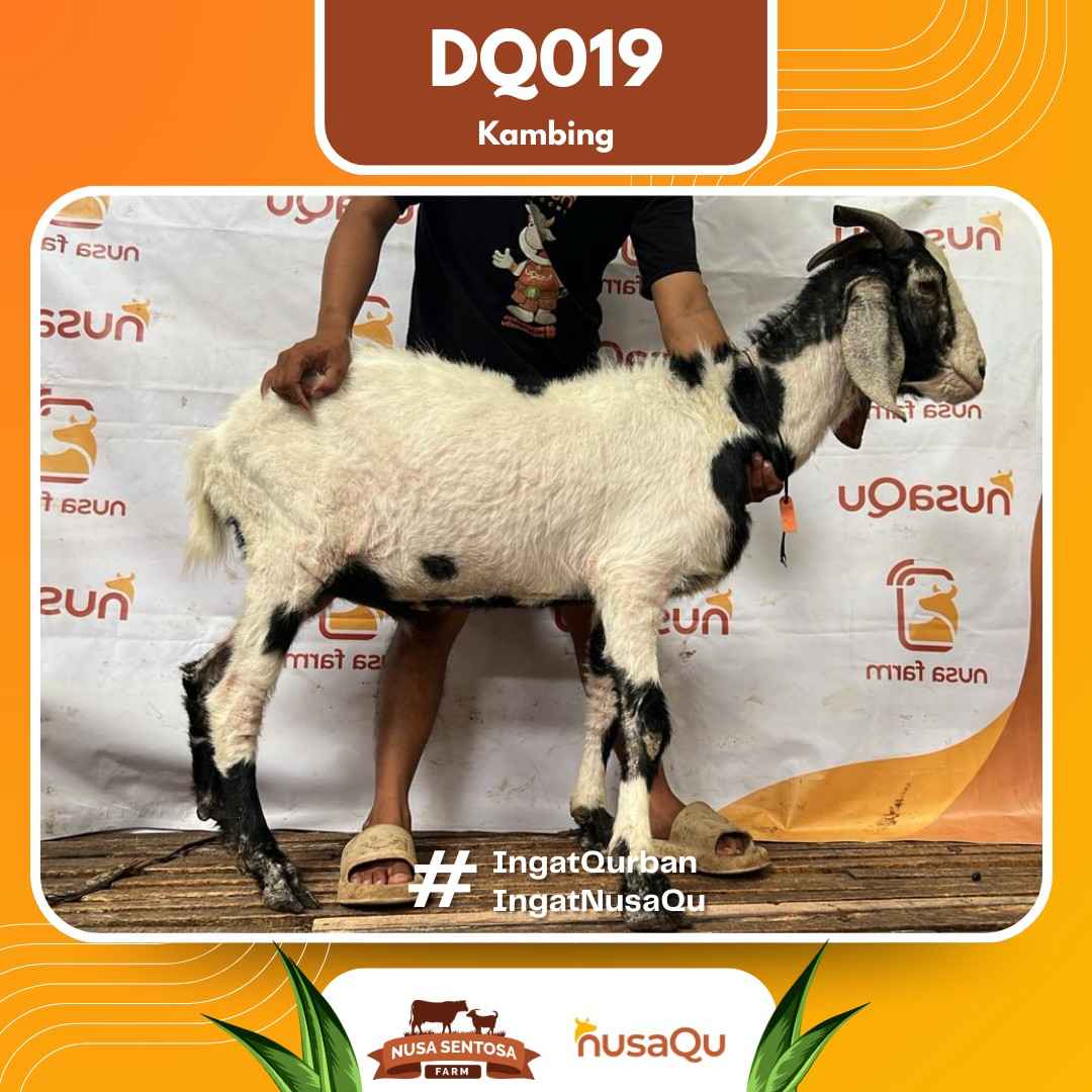 Kambing DQ019 2026 Bobot 42Kg foto 3