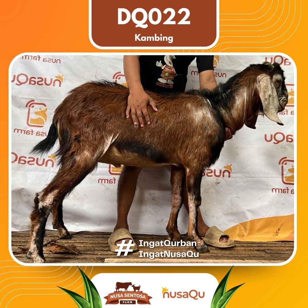 Kambing DQ022 2026 Bobot 49Kg