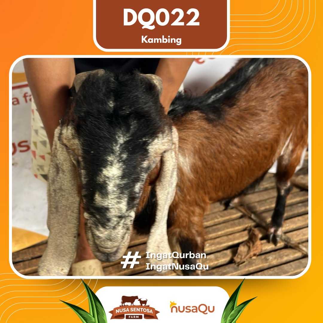 Kambing DQ022 2026 Bobot 49Kg foto 2