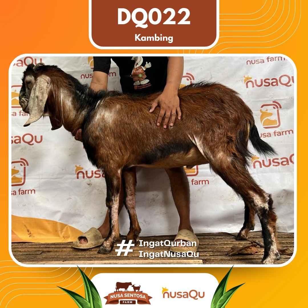 Kambing DQ022 2026 Bobot 49Kg foto 3