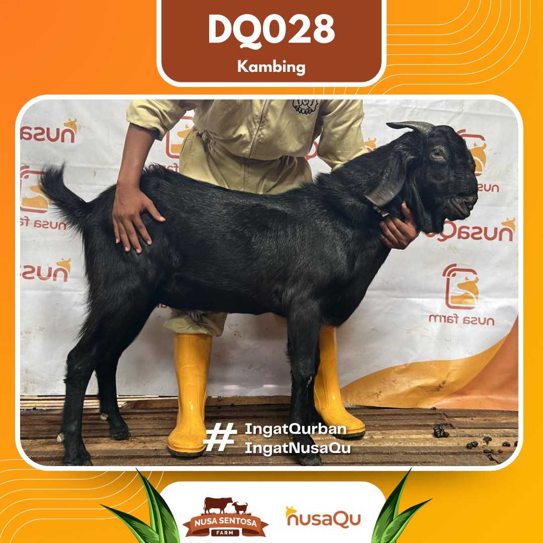 Kambing DQ028 2026 Bobot 44Kg