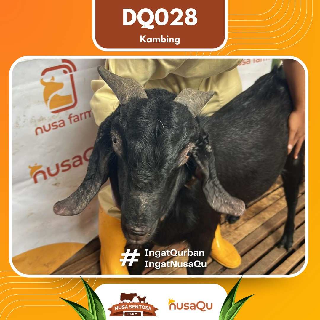 Kambing DQ028 2026 Bobot 44Kg foto 2