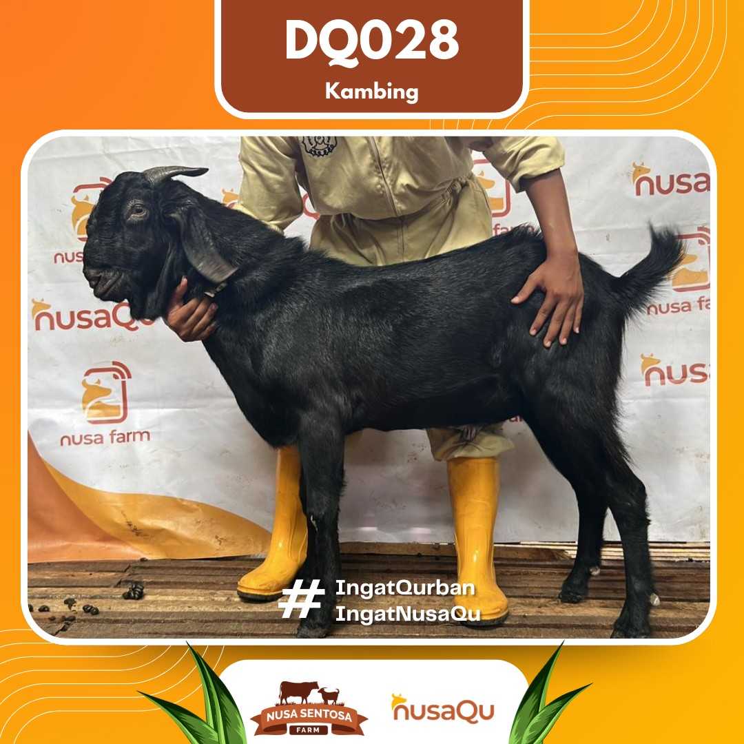 Kambing DQ028 2026 Bobot 44Kg foto 3