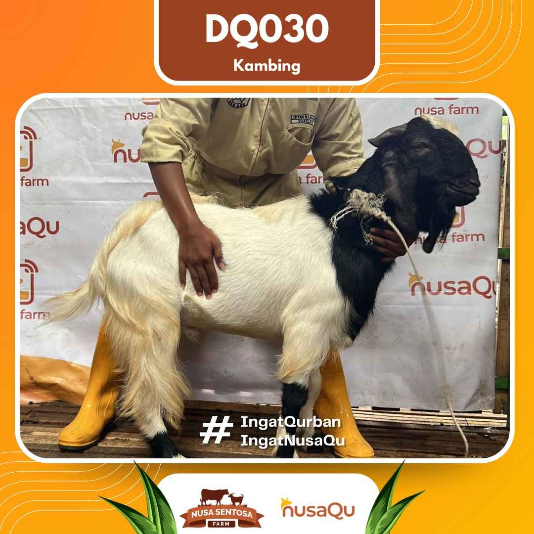 Kambing DQ030 2026 Bobot 47Kg