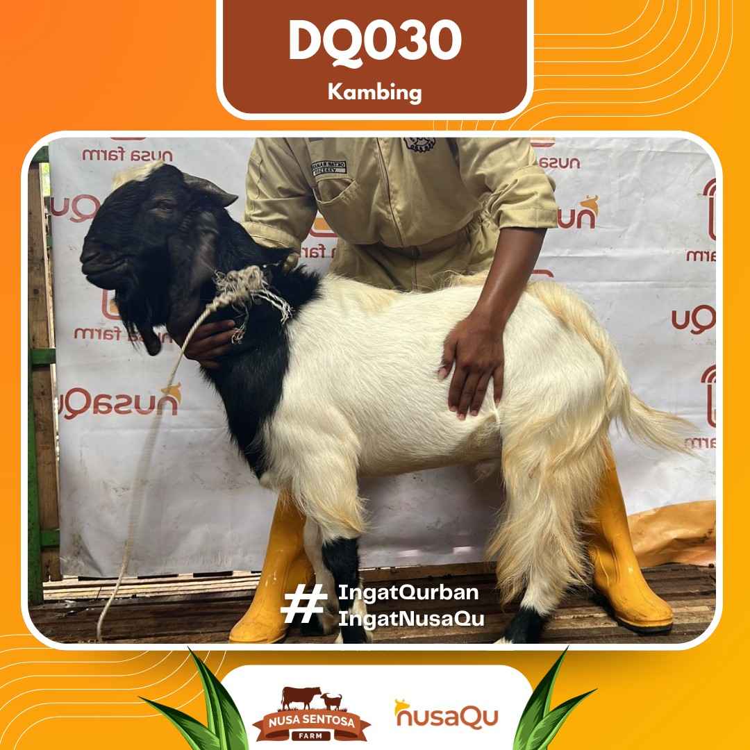 Kambing DQ030 2026 Bobot 47Kg foto 3