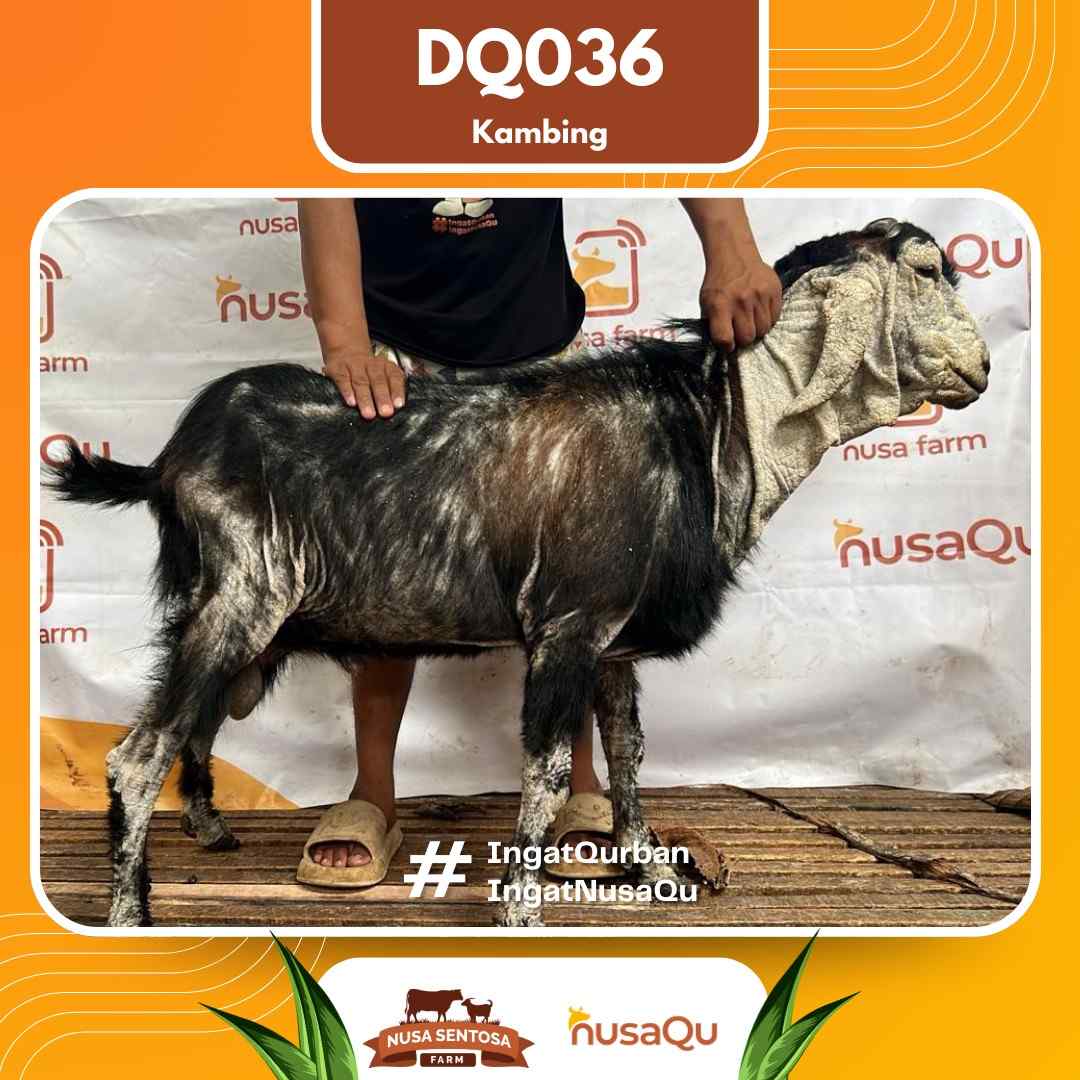 Kambing DQ036 2026 Bobot 48Kg
