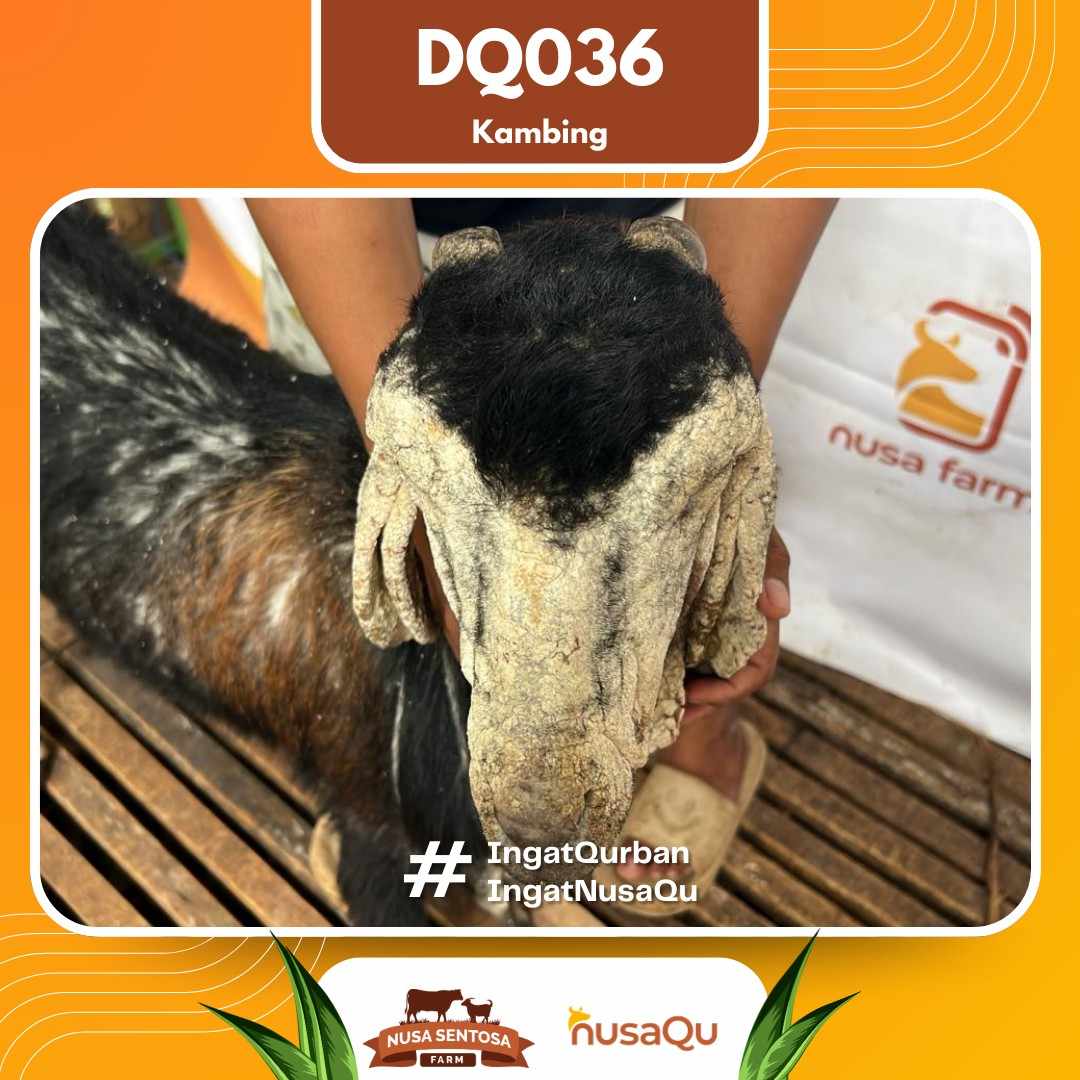 Kambing DQ036 2026 Bobot 48Kg foto 2