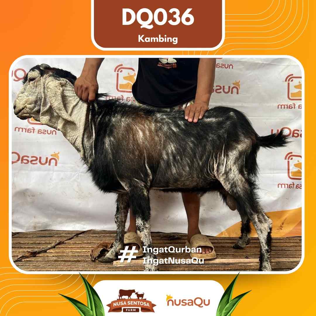 Kambing DQ036 2026 Bobot 48Kg foto 3