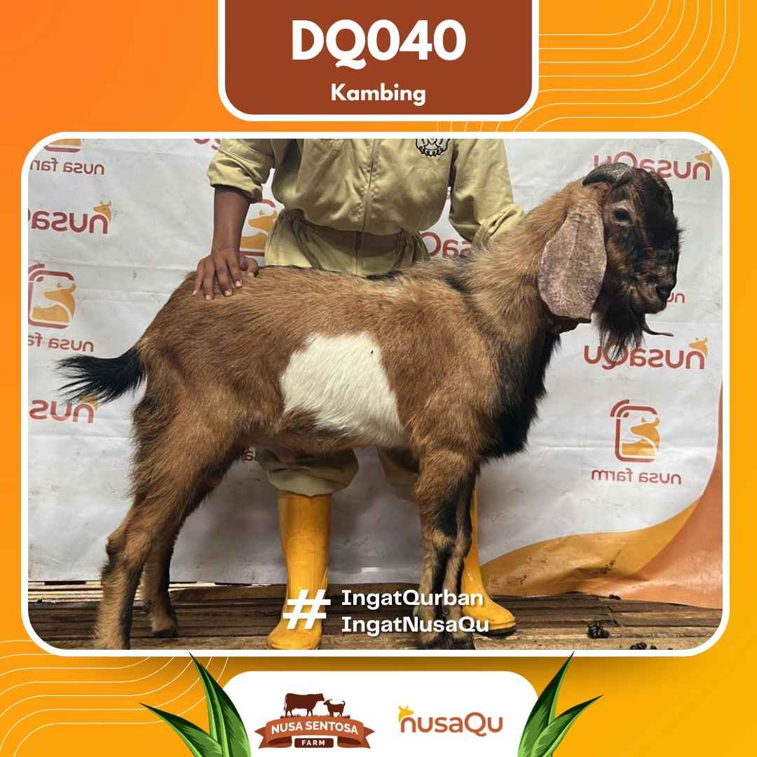 Kambing DQ040 2026 Bobot 50Kg