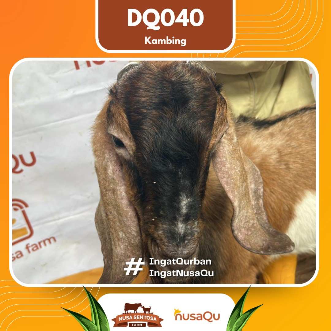 Kambing DQ040 2026 Bobot 50Kg foto 2