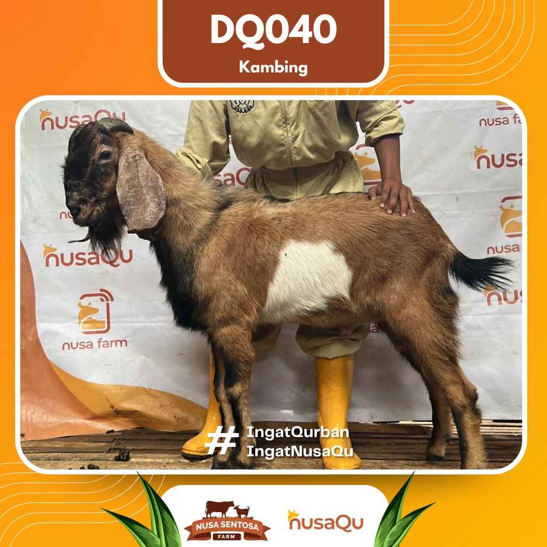 Kambing DQ040 2026 Bobot 50Kg foto 3