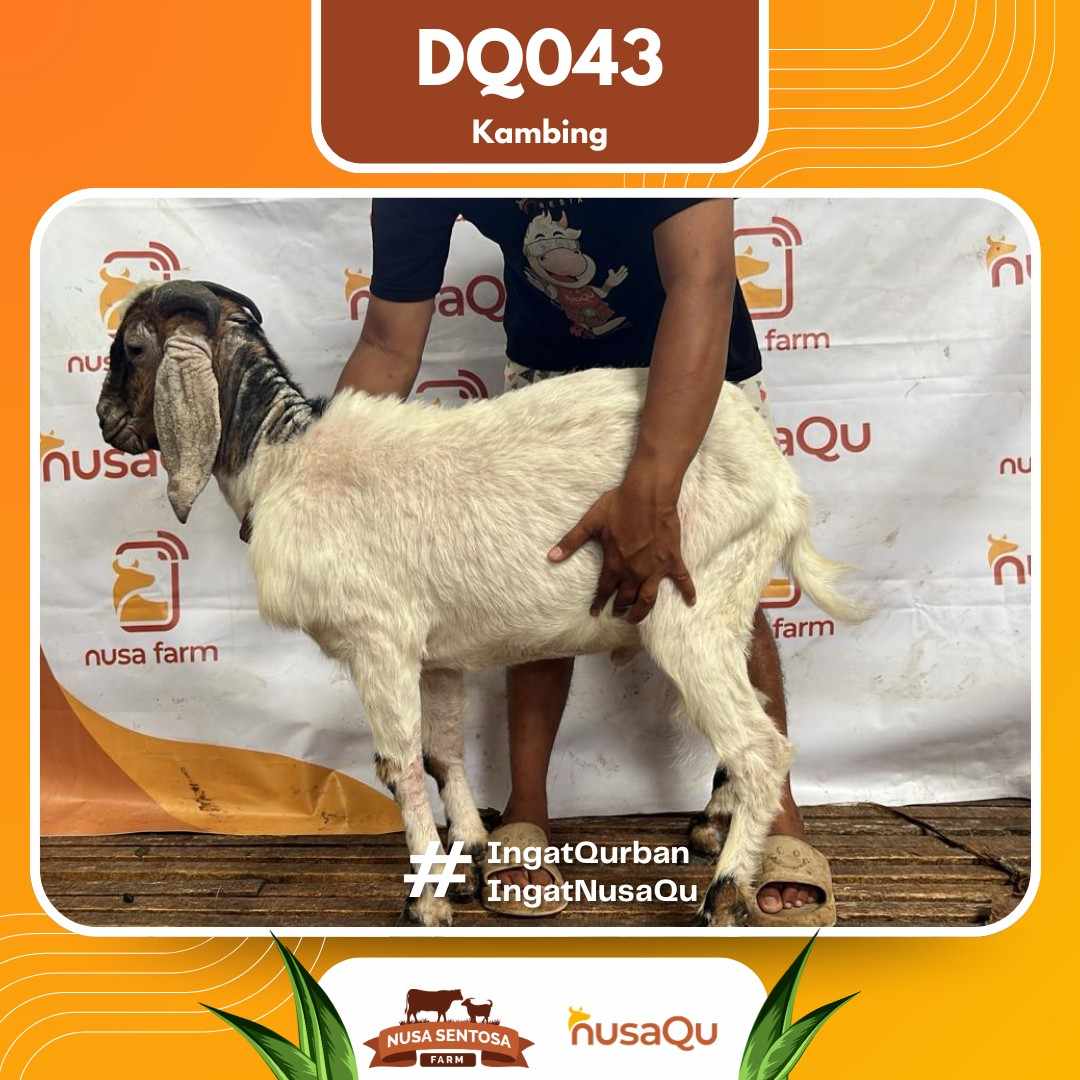 Kambing DQ043 2026 Bobot 41Kg