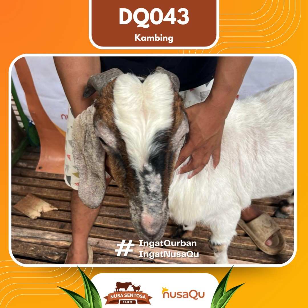 Kambing DQ043 2026 Bobot 41Kg foto 2