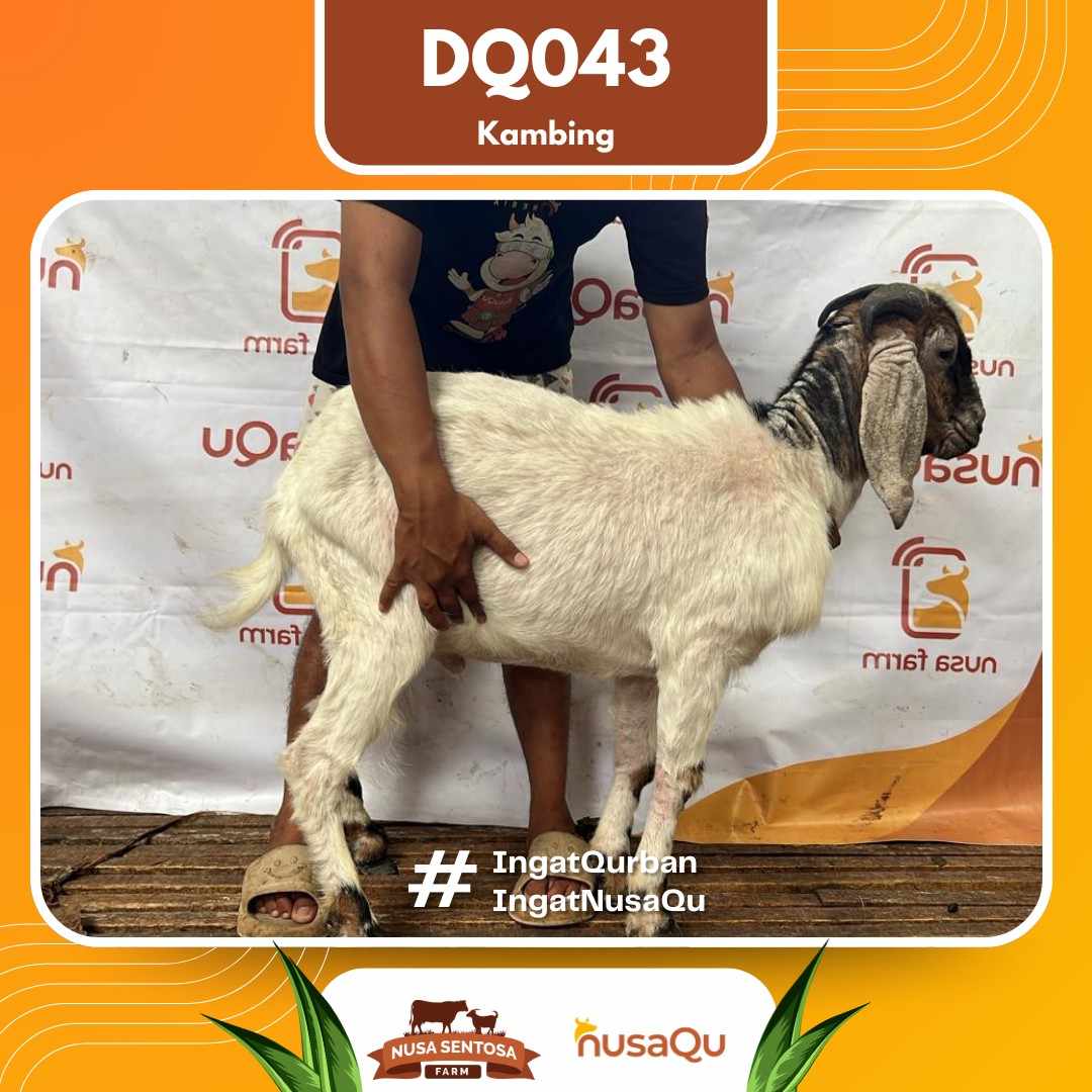 Kambing DQ043 2026 Bobot 41Kg foto 3