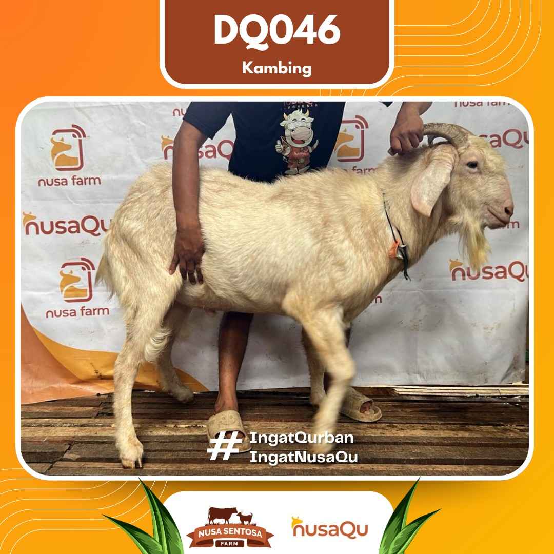 Kambing DQ046 2026 Bobot 58Kg