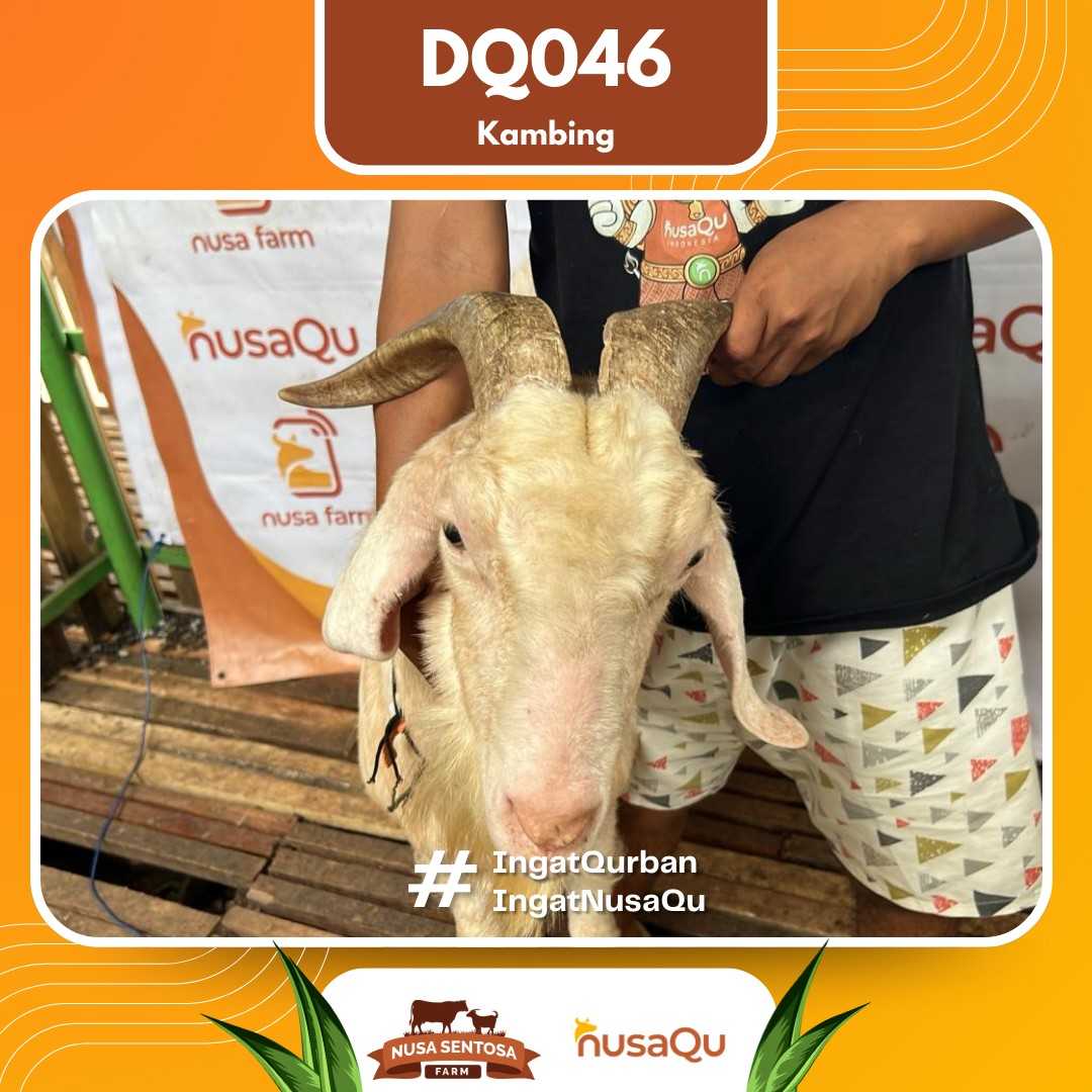 Kambing DQ046 2026 Bobot 58Kg foto 2