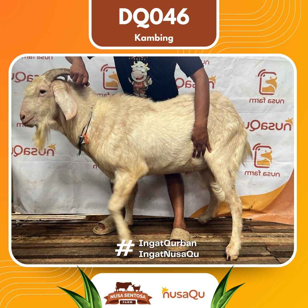 Kambing DQ046 2026 Bobot 58Kg foto 3