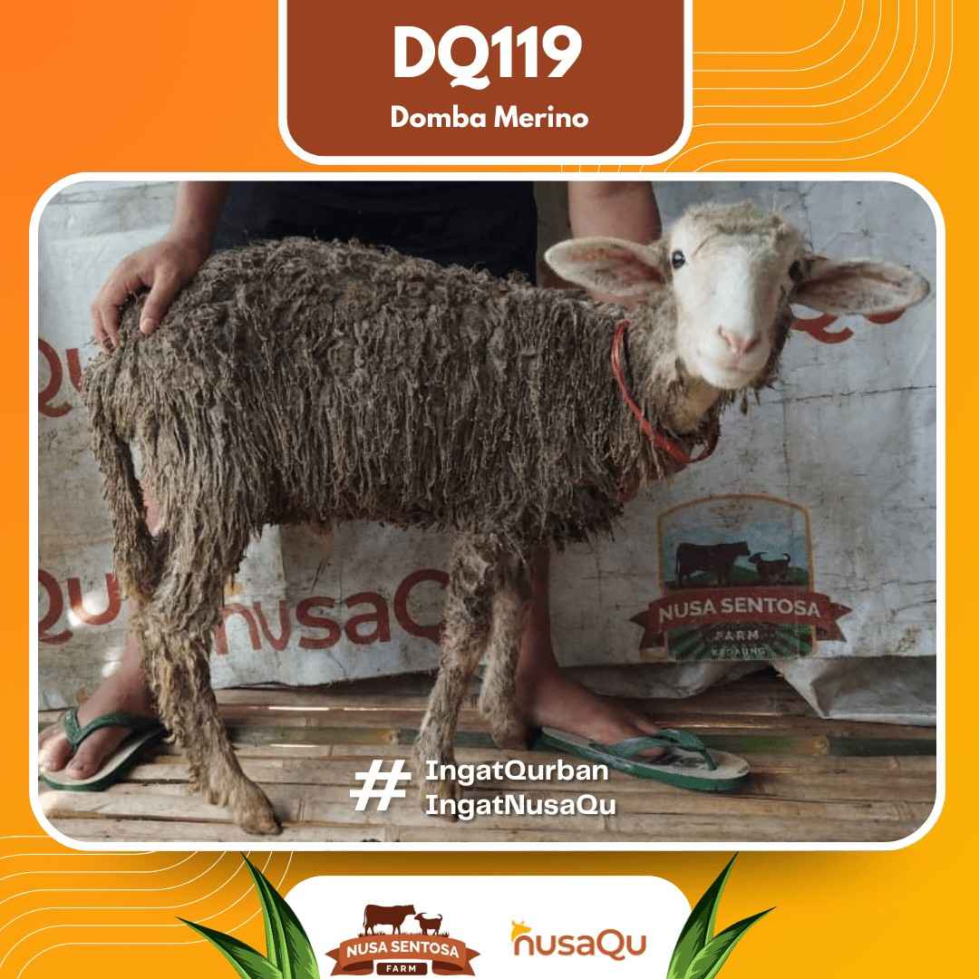 Domba Merino DQ119 2026 Bobot 31Kg