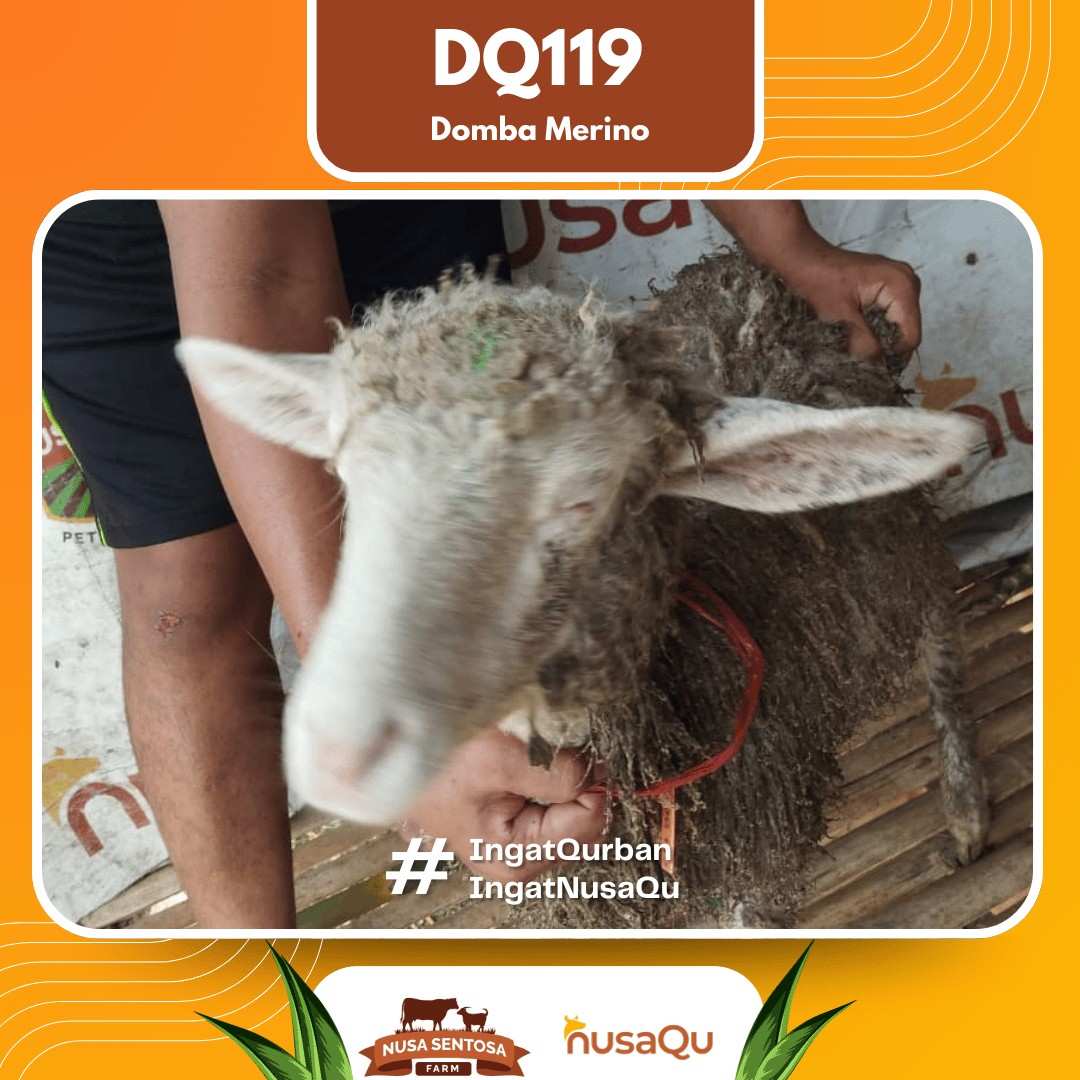 Domba Merino DQ119 2026 Bobot 31Kg foto 2