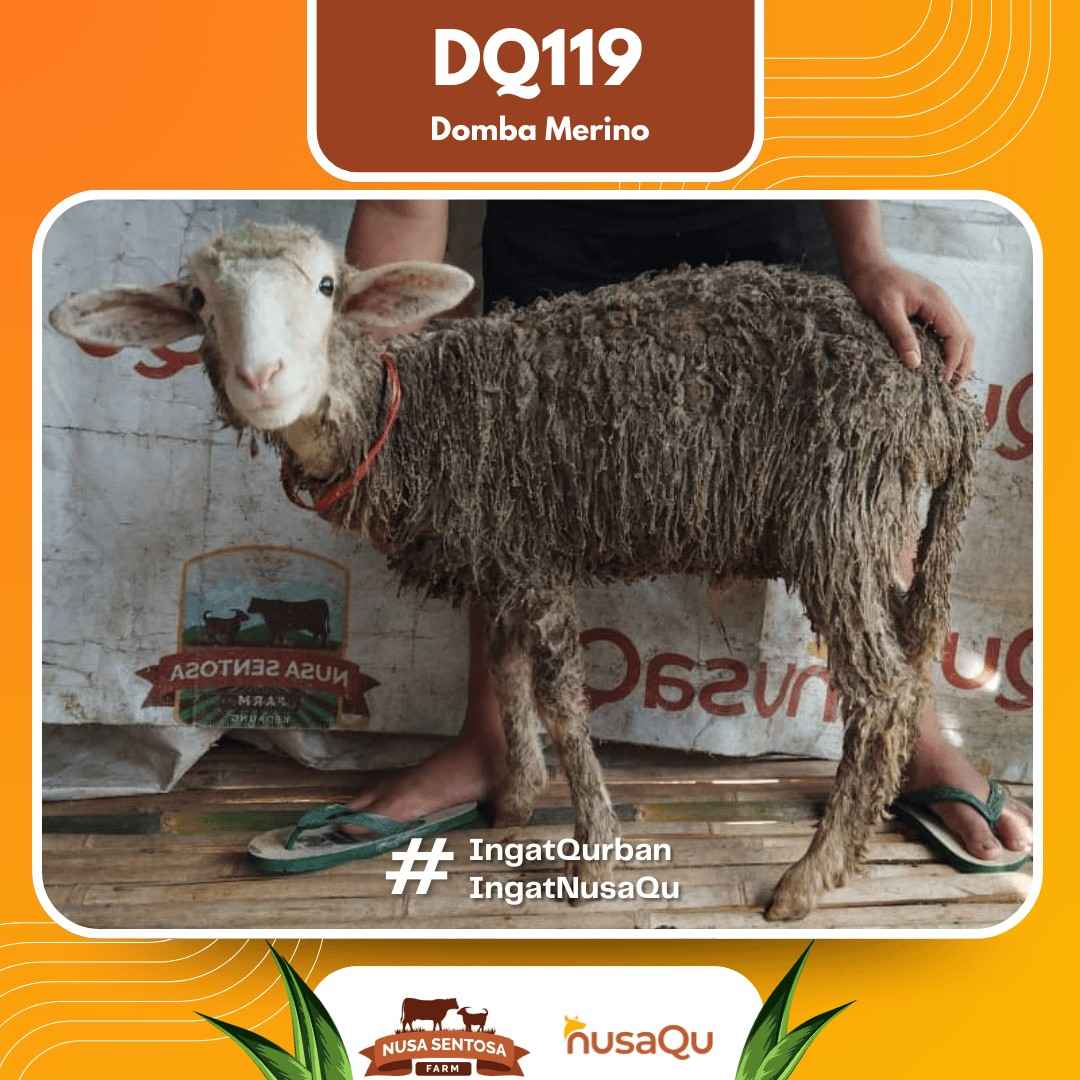 Domba Merino DQ119 2026 Bobot 31Kg foto 3