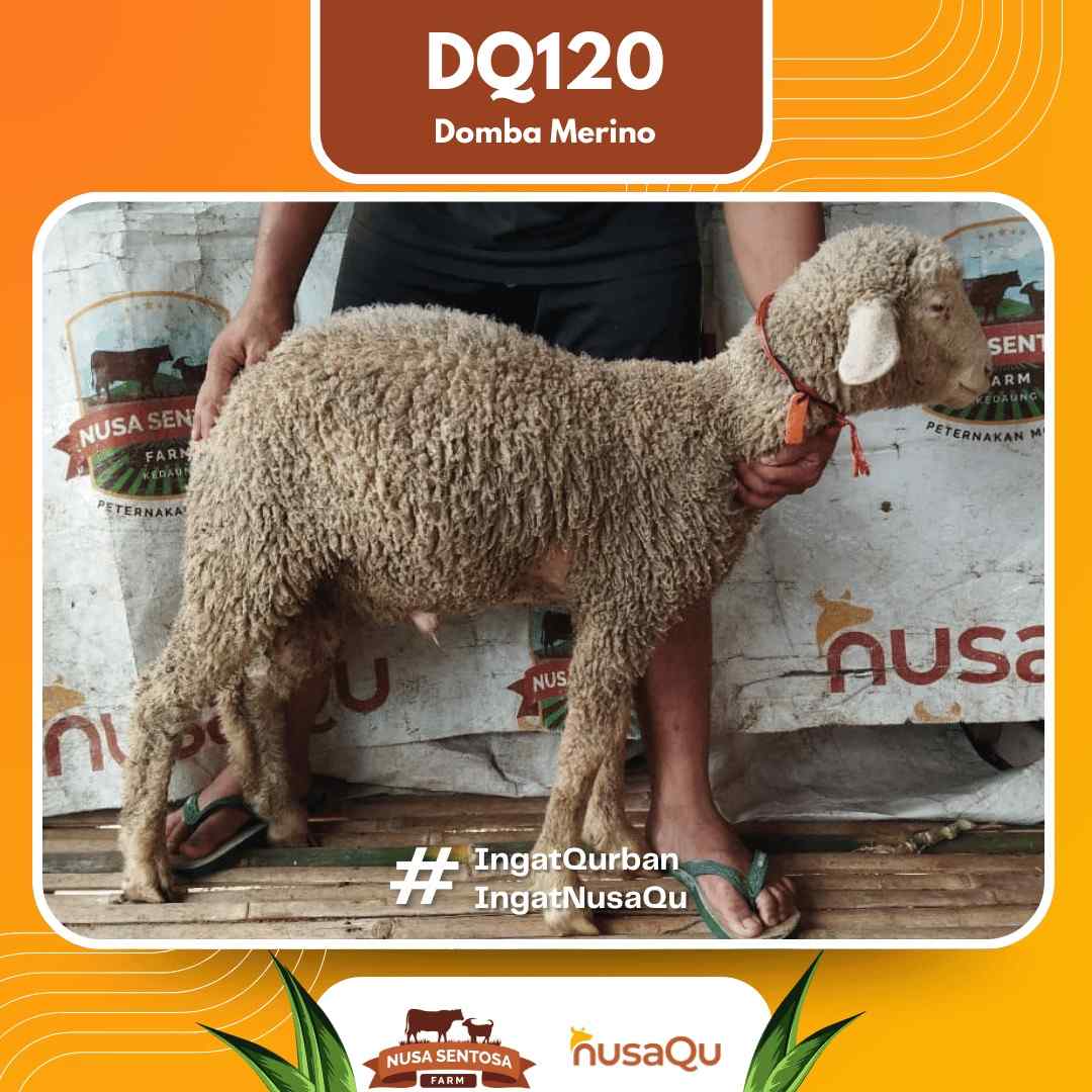 Domba Merino DQ120 2026 Bobot 34Kg