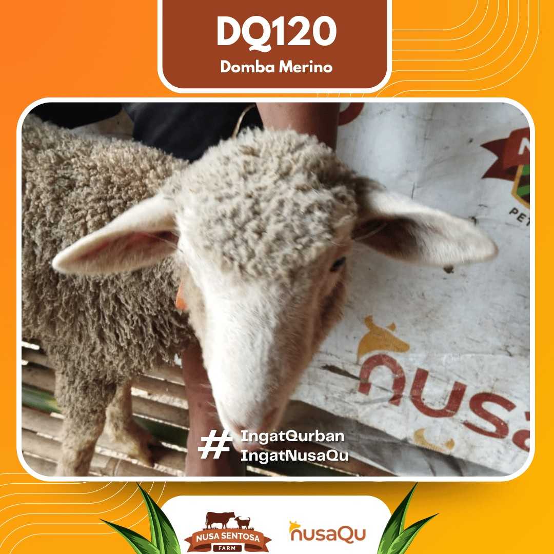 Domba Merino DQ120 2026 Bobot 34Kg foto 2