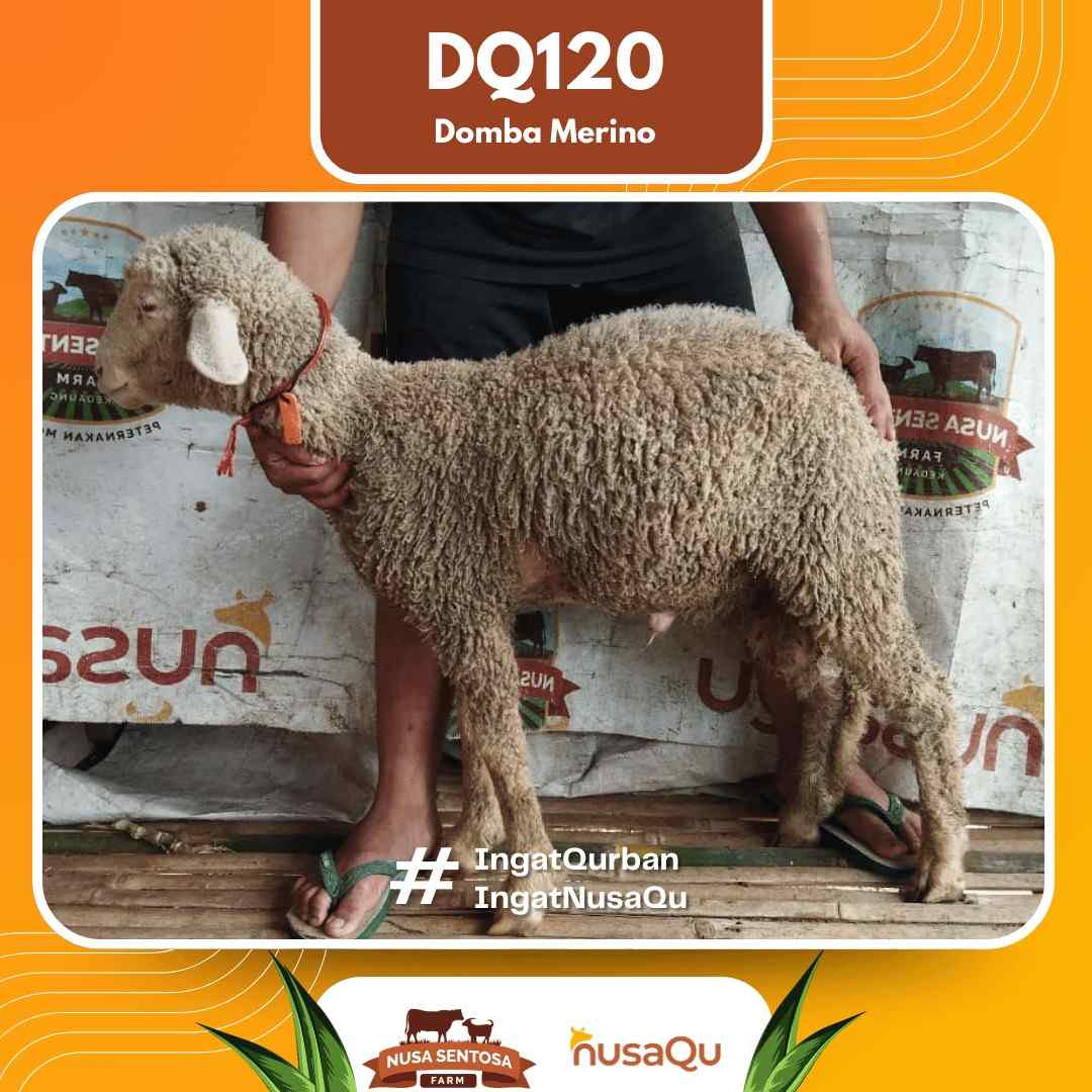 Domba Merino DQ120 2026 Bobot 34Kg foto 3