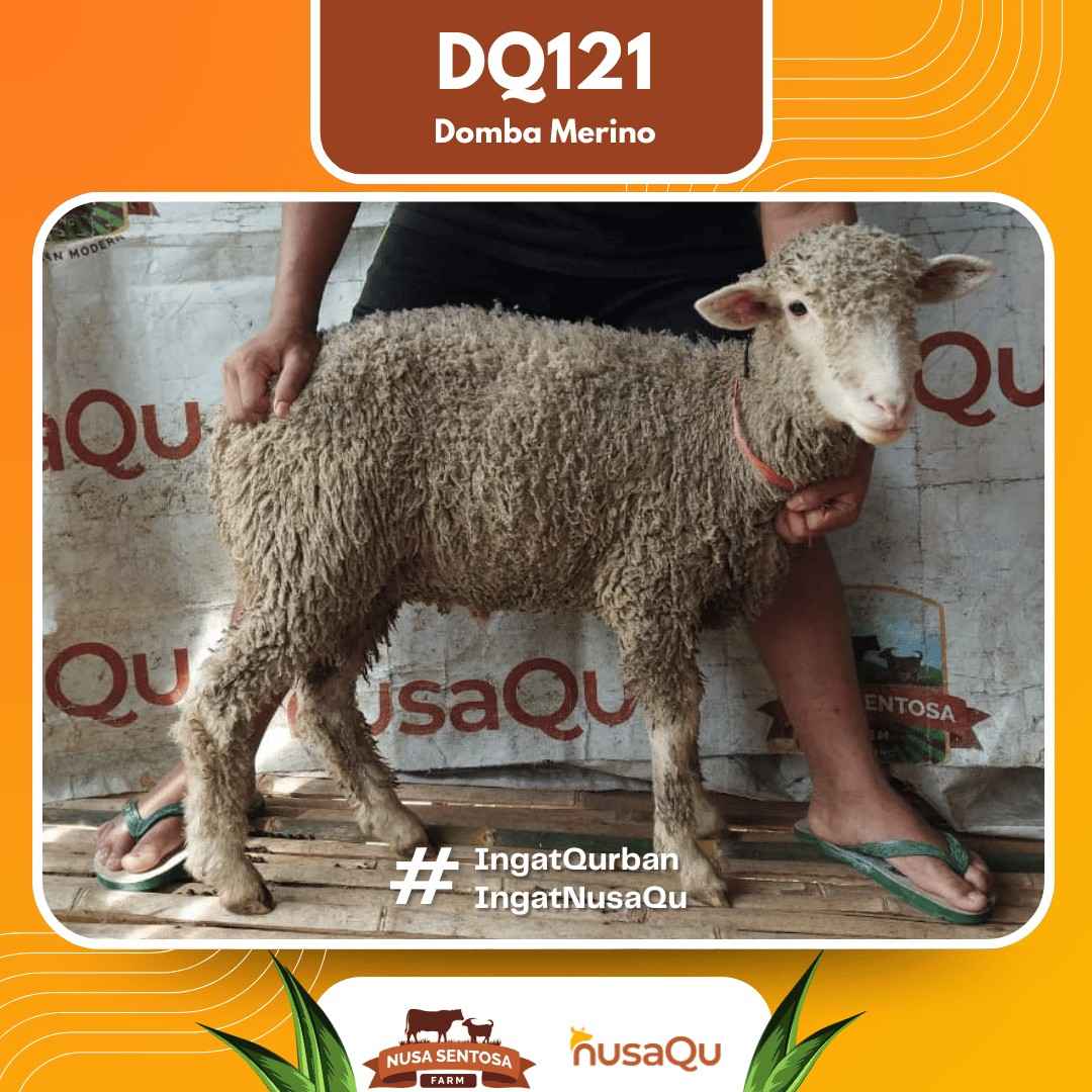 Domba Merino DQ121 2026 Bobot 33Kg
