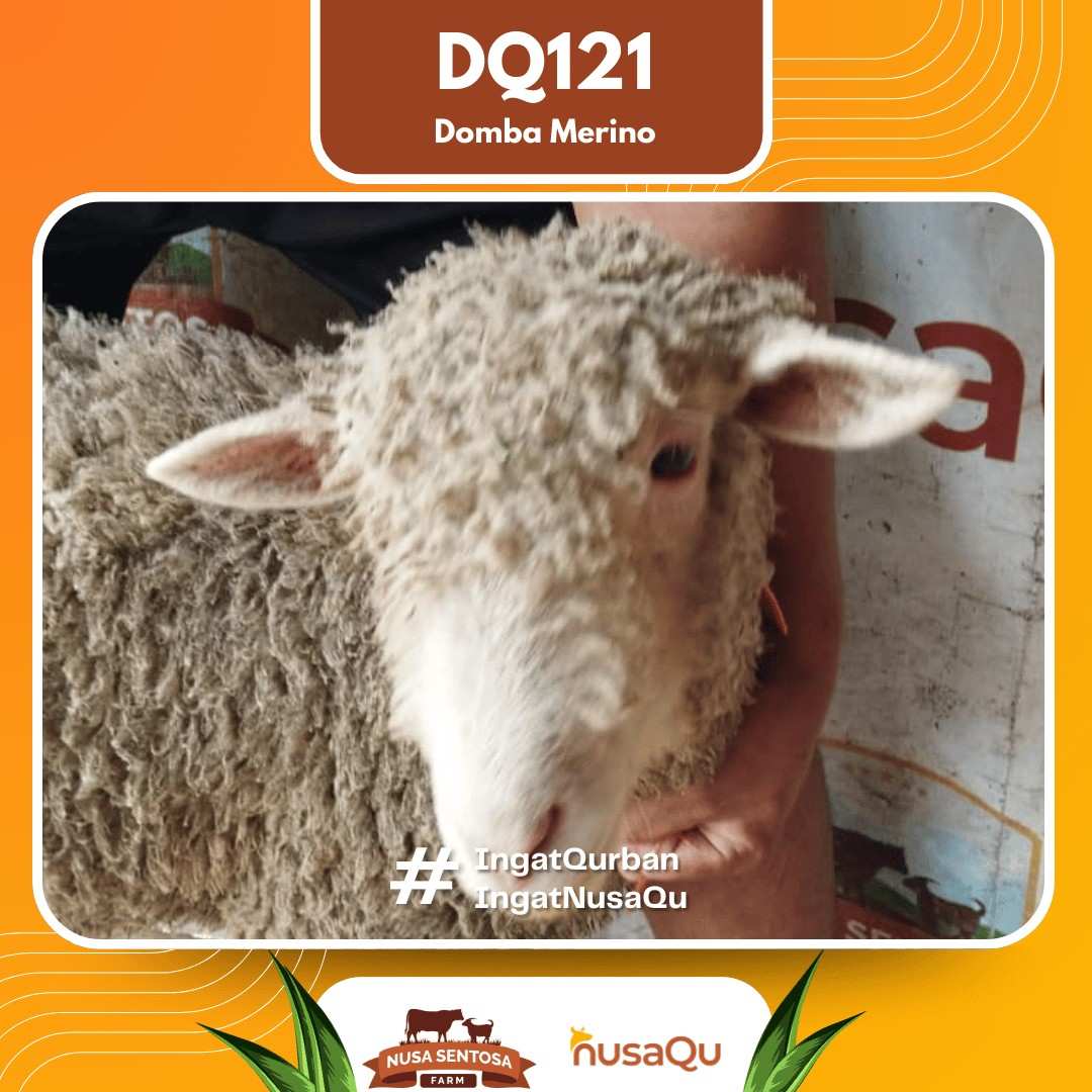 Domba Merino DQ121 2026 Bobot 33Kg foto 2