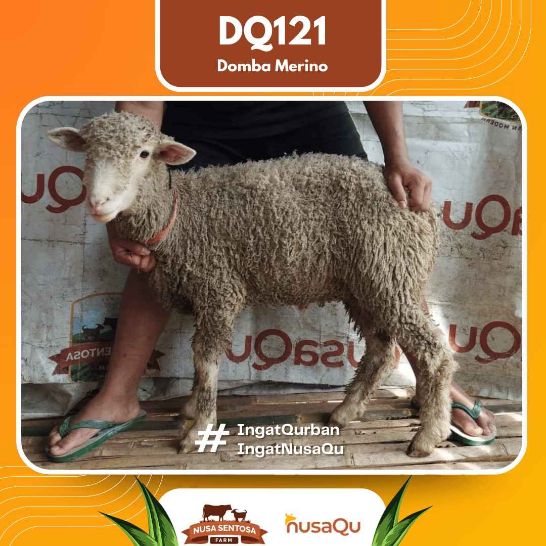 Domba Merino DQ121 2026 Bobot 33Kg foto 3