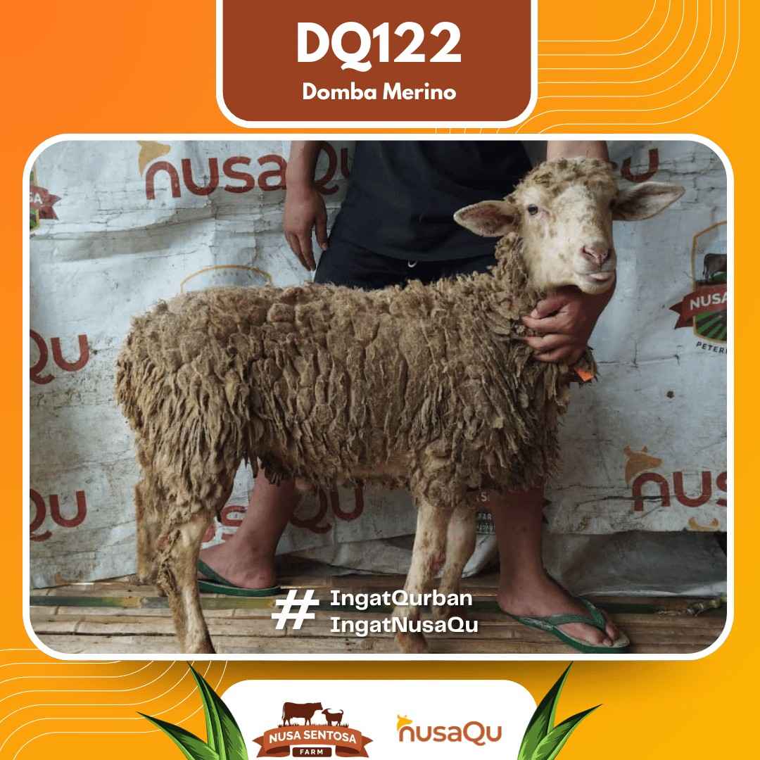 Domba Merino DQ122 2026 Bobot 40Kg