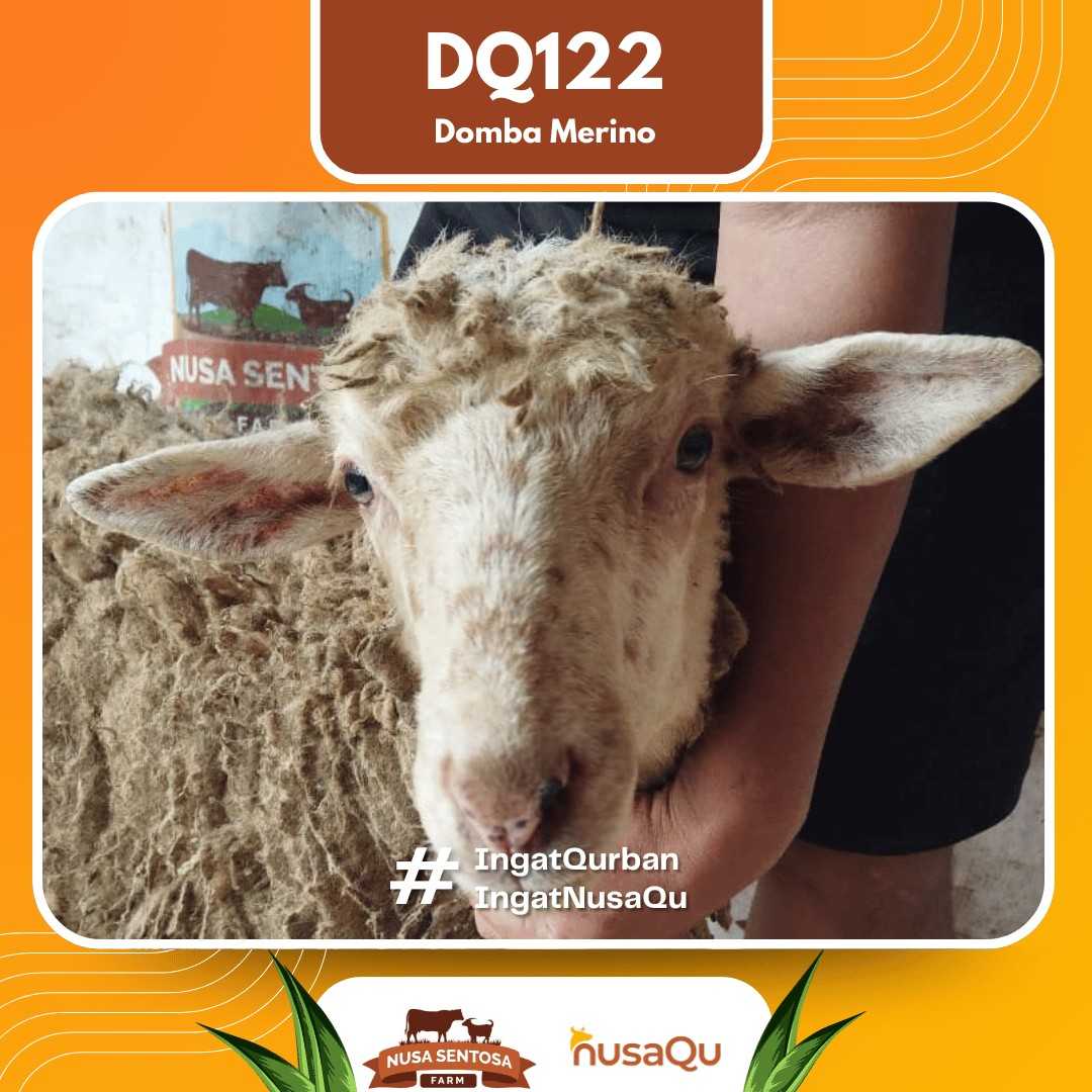 Domba Merino DQ122 2026 Bobot 40Kg foto 2