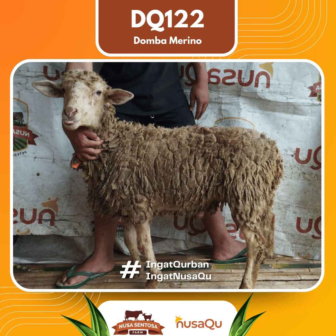 Domba Merino DQ122 2026 Bobot 40Kg foto 3