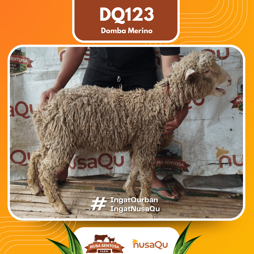 Domba Merino DQ123 2026 Bobot 36Kg