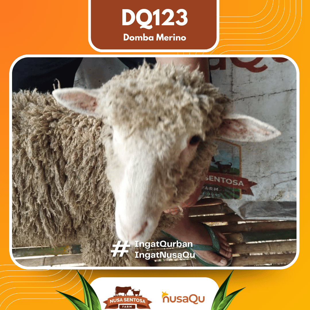 Domba Merino DQ123 2026 Bobot 36Kg foto 2