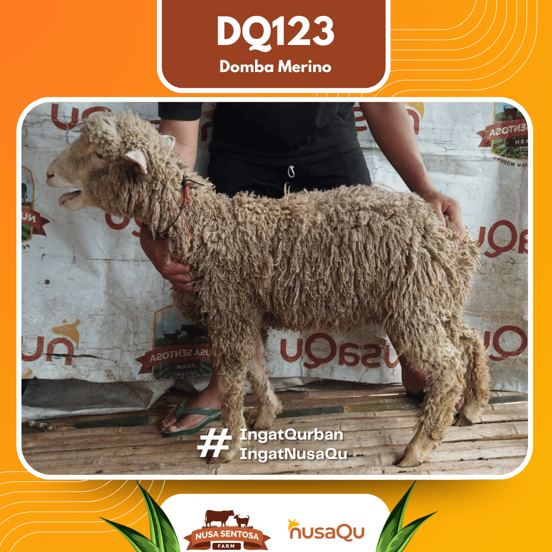 Domba Merino DQ123 2026 Bobot 36Kg foto 3