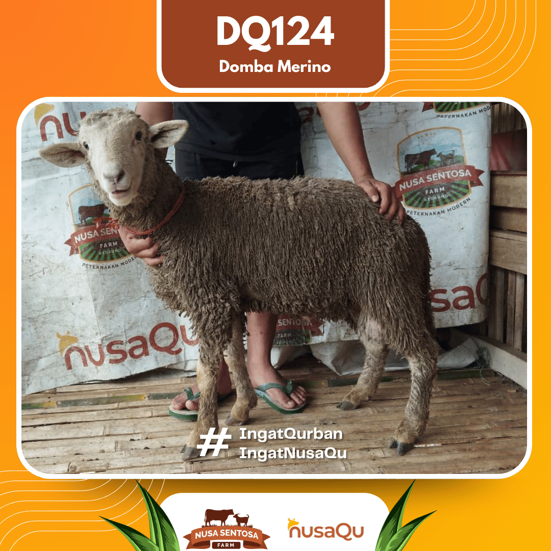 Domba Merino DQ124 2026 Bobot 39Kg