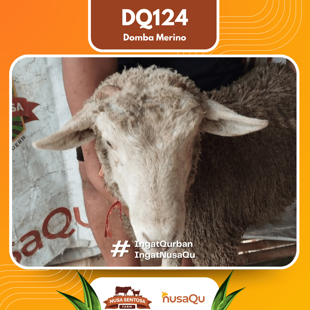 Domba Merino DQ124 2026 Bobot 39Kg foto 2