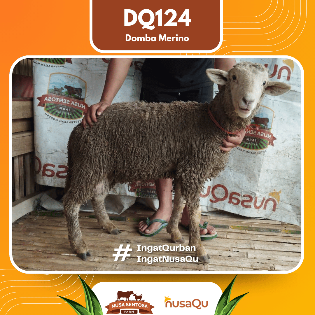 Domba Merino DQ124 2026 Bobot 39Kg foto 3